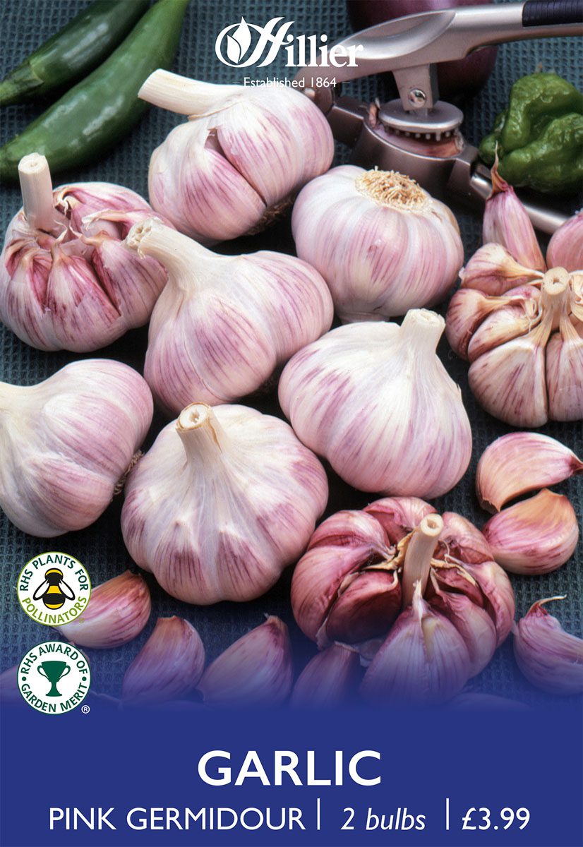 8718641999370 1 Garlic Pink Germidour.jpg